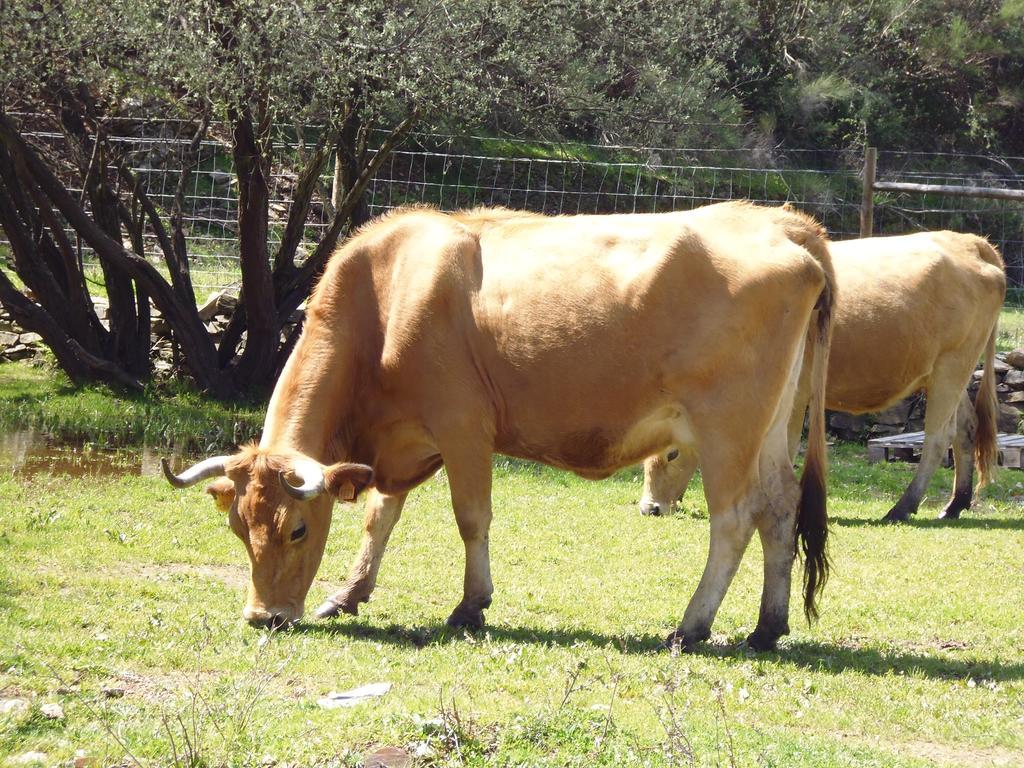 Quinta Do Favacal - Agroturismo - Serra Da Estrela Casegas Exterior foto
