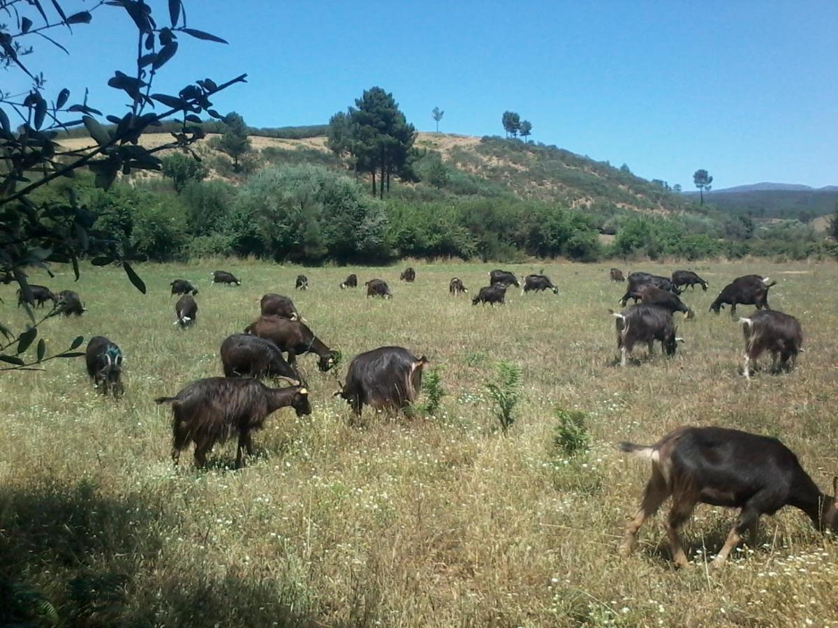 Quinta Do Favacal - Agroturismo - Serra Da Estrela Casegas Exterior foto